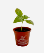 Manjericão Italiano (<em>Ocimum basilicum 'Genovese'</em>) - Imagem 3
