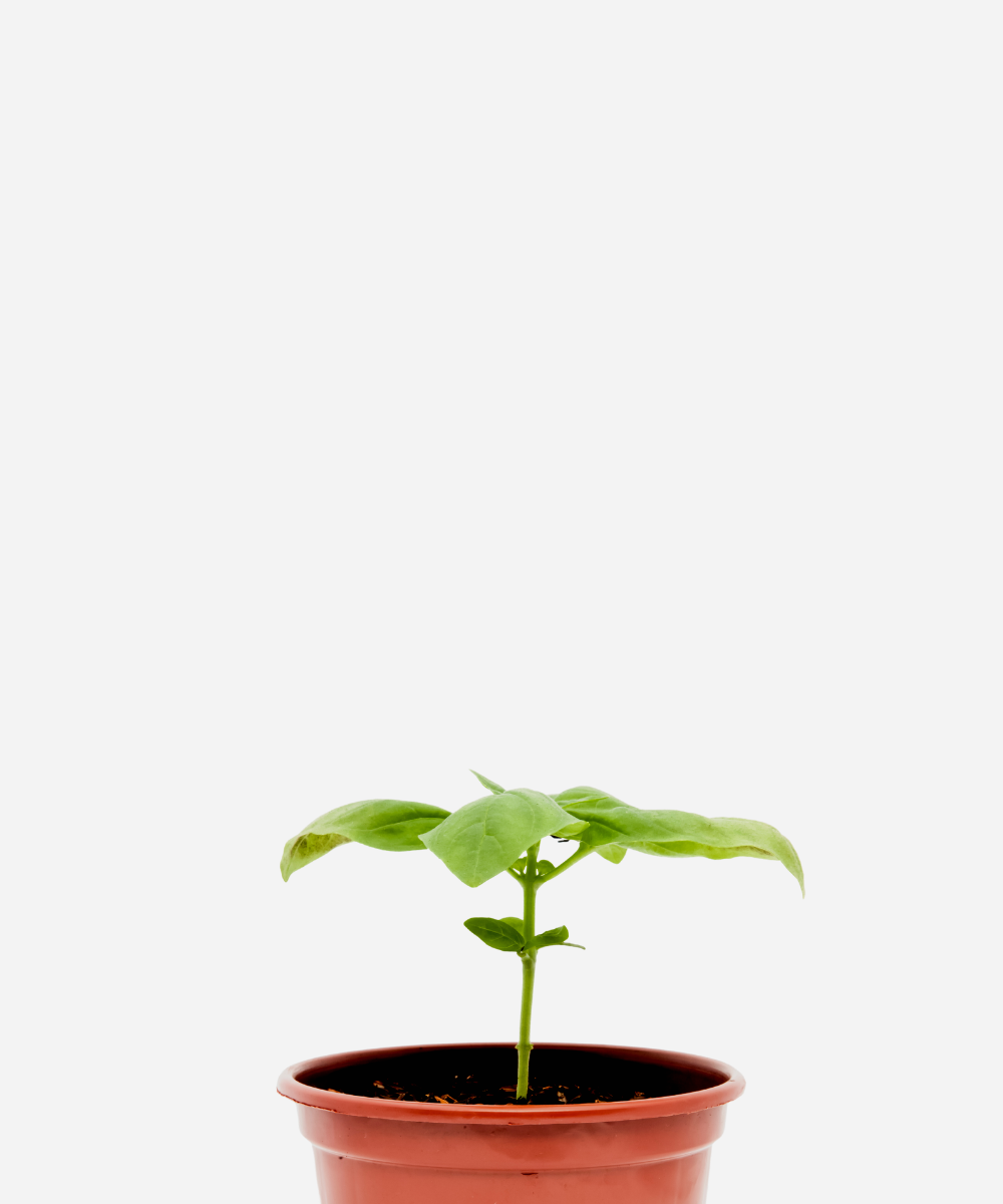 MANJERICAO-ITALIANO-CORTECIMA.png Manjericão Italiano (<em>Ocimum basilicum 'Genovese'</em>) - Imagem 1