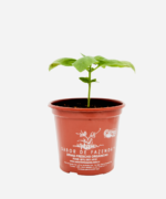 Manjericão Italiano (<em>Ocimum basilicum 'Genovese'</em>) - Imagem 2