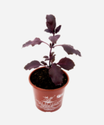 Manjericão Italiano Roxo (<em>Ocimum basilicum</em> var. <em>purpurascens</em>) - Imagem 3