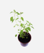 Manjericão Limão (<em>Ocimum Basilicum</em> var. <em>citriodorum</em>) - Imagem 3
