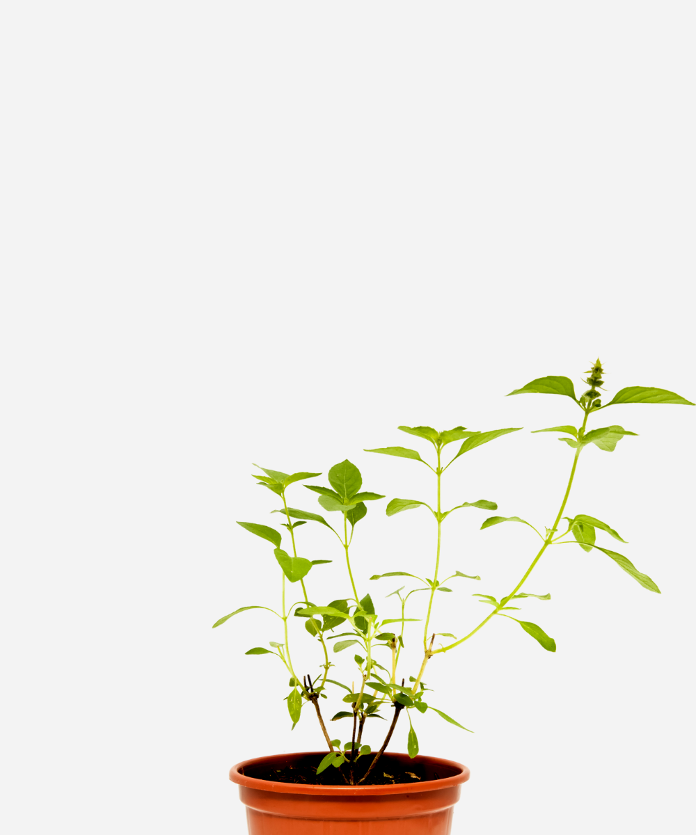 MANJERICAO-LIMAO-CORTE.png Manjericão Limão (<em>Ocimum Basilicum</em> var. <em>citriodorum</em>) - Imagem 1