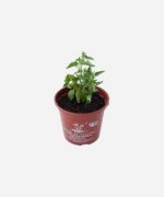 Manjericão Miúdo (<em>Ocimum basilicum</em> var. <em>minimum</em>) - Imagem 2