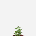Manjericão Miúdo (<em>Ocimum basilicum</em> var. <em>minimum</em>)