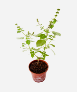 Manjericão Sagrado Rama/Kapoor (<em>Ocimum sanctum</em>) - Imagem 3