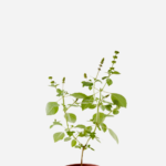 Manjericão Sagrado Rama/Kapoor (<em>Ocimum sanctum</em>)