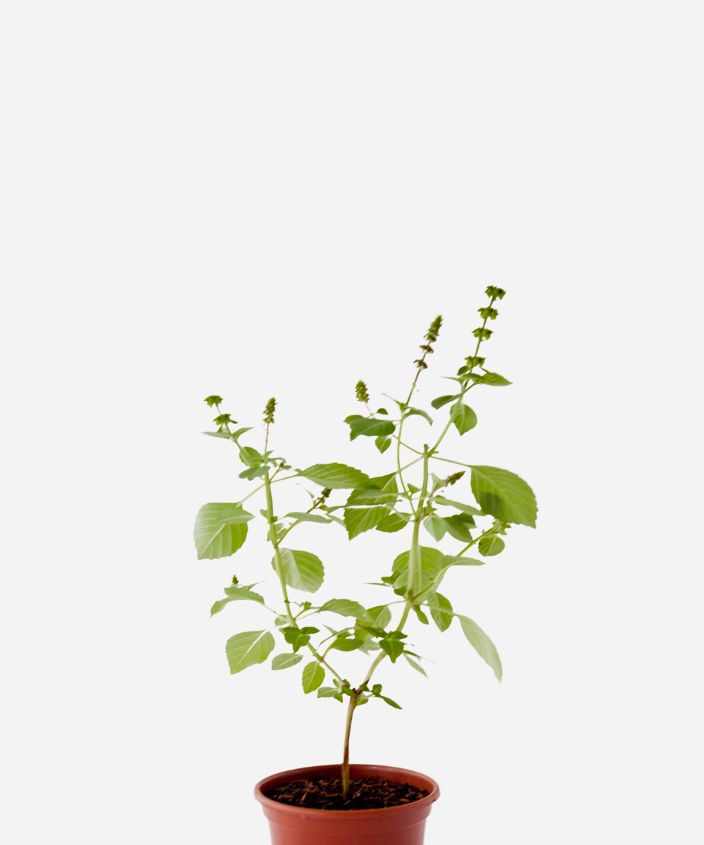 MANJERICAO-RAMA-CORTE.png Manjericão Sagrado Rama/Kapoor (<em>Ocimum sanctum</em>) - Imagem 1