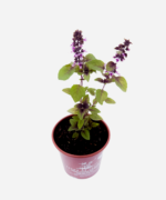 Manjericão Roxinho (<em>Ocimum basilicum</em>) - Imagem 3