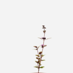 Manjericão Roxinho (<em>Ocimum basilicum</em>)