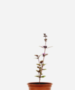Manjericão Roxinho (<em>Ocimum basilicum</em>)