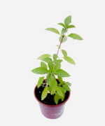 Manjericão Tailandês (<em>Ocimum Basilicum </em>'Horapha') - Imagem 3