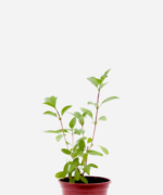 Manjericão Tailandês (<em>Ocimum Basilicum </em>'Horapha')