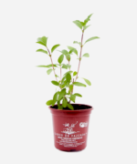 Manjericão Tailandês (<em>Ocimum Basilicum </em>'Horapha') - Imagem 2