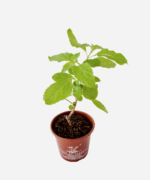 Manjericão Sagrado Vana (<em>Ocimum gratissimum</em>) - Imagem 3