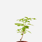 Manjericão Sagrado Vana (<em>Ocimum gratissimum</em>)