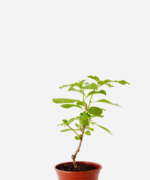 Manjericão Sagrado Vana (<em>Ocimum gratissimum</em>)