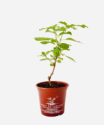Manjericão Sagrado Vana (<em>Ocimum gratissimum</em>) - Imagem 2