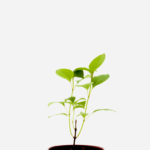 Manjericão Zahtar (<em>Ocimum gratissimum</em> var. <em>macrophyllum</em>)