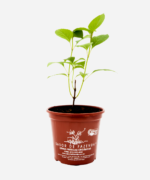 Manjericão Zahtar (<em>Ocimum gratissimum</em> var. <em>macrophyllum</em>) - Imagem 2