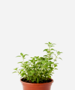 Manjerona (<em>Origanum majorana</em>)