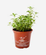 Manjerona (<em>Origanum majorana</em>) - Imagem 2