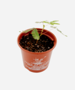 Maria Dormideira (<em>Mimosa pudica</em>) - Imagem 3