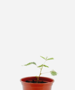 Maria Dormideira (<em>Mimosa pudica</em>)