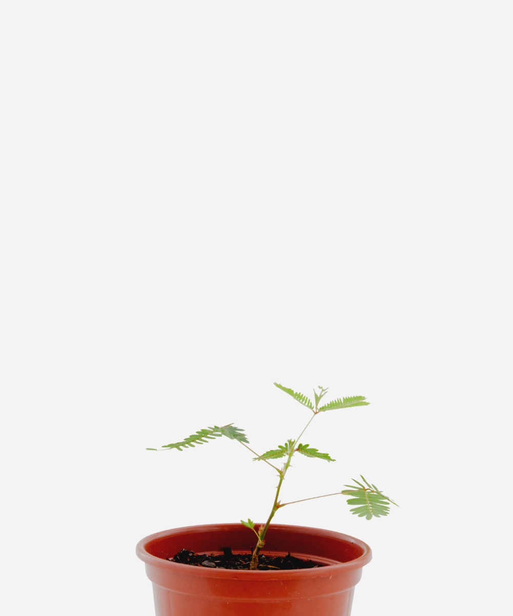 MARIA-DORMIDEIRA-CORTECIMA.png Maria Dormideira (<em>Mimosa pudica</em>) - Imagem 1