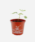 Maria Dormideira (<em>Mimosa pudica</em>) - Imagem 2