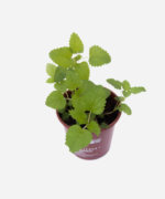Melissa (<em>Melissa officinalis</em>) - Imagem 3