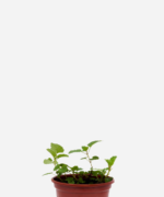 Melissa (<em>Melissa officinalis</em>)