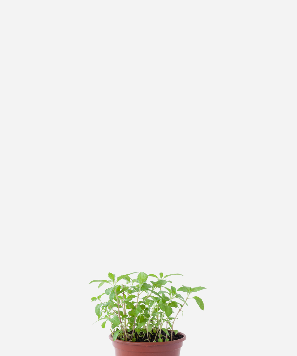 MENTA-CORTE.png Menta (<em>Mentha</em> sp.) - Imagem 1