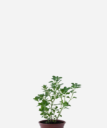 Menta Feminina/Erva das Azeitonas (<em>Clinopodium nepeta</em>)