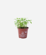 Menta (<em>Mentha</em> sp.) - Imagem 2