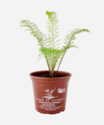 Mil em Rama/Novalgina (<em>Achillea millefolium</em>) - Imagem 2