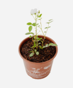 Mini Rosa Branca (<em>Rosa chinensis</em> var. <em>semperflorens</em>) - Imagem 3