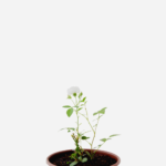 Mini Rosa Branca (<em>Rosa chinensis</em> var. <em>semperflorens</em>)