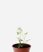 Mini Rosa Branca (<em>Rosa chinensis</em> var. <em>semperflorens</em>)