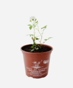 Mini Rosa Branca (<em>Rosa chinensis</em> var. <em>semperflorens</em>) - Imagem 2