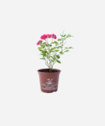 Mini Rosa (<em>Rosa chinensis</em> var. <em>semperflorens</em>) - Imagem 2