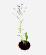 Miosótis (<em>Myosotis</em> spp.) - Imagem 3