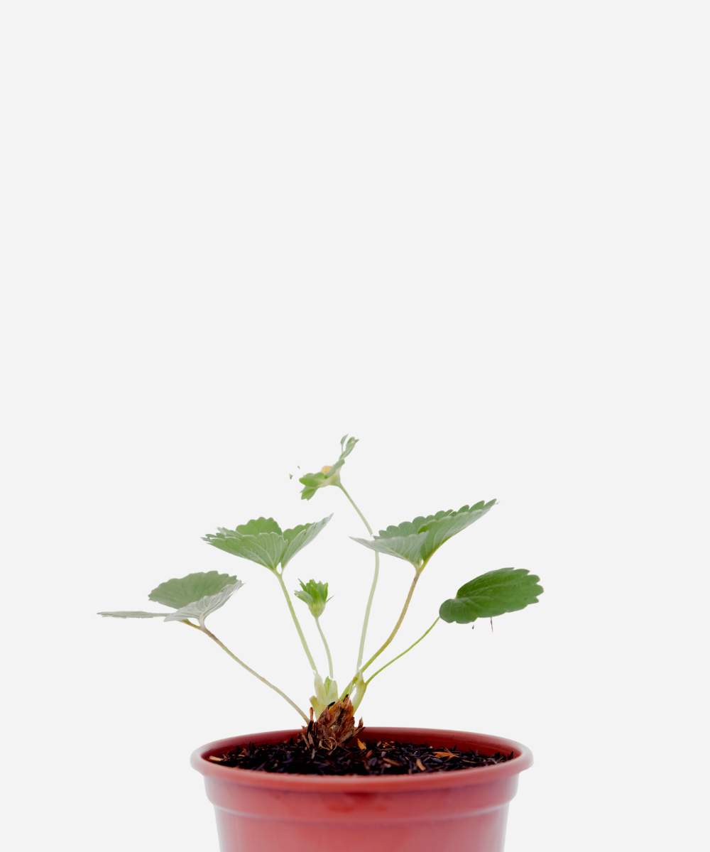MORANGO-COMUM-CORTE.png Morango (<em>Fragaria vesca</em>) - Imagem 1