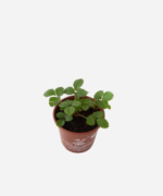Morango Indiano (<em>Potentilla indica</em>) - Imagem 3