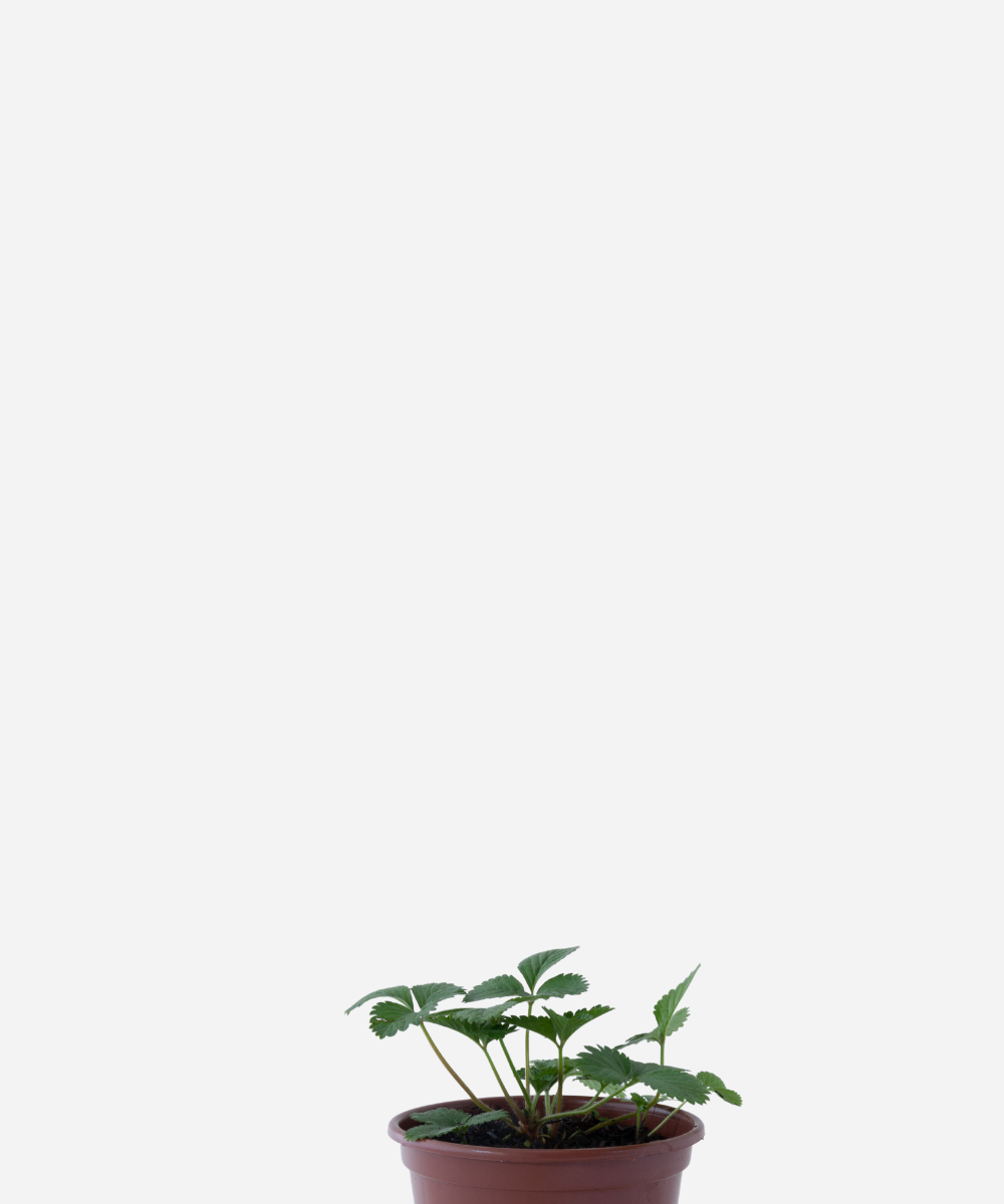 MORANGO-INDIANO-CIMA.png Morango Indiano (<em>Potentilla indica</em>) - Imagem 1