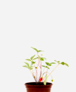 Morango Silvestre (<em>Fragaria vesca</em>)