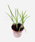 Alho Japonês/Nirá (<em>Allium tuberosum</em>) - Imagem 3