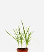 Alho Japonês/Nirá (<em>Allium tuberosum</em>)