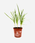 Alho Japonês/Nirá (<em>Allium tuberosum</em>) - Imagem 2