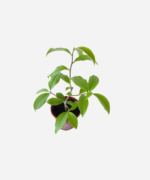 Ora-Pro-Nóbis (<em>Pereskia aculeata</em>) - Imagem 3