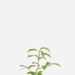 Ora-Pro-Nóbis (<em>Pereskia aculeata</em>)